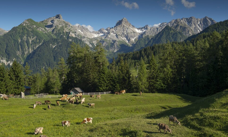 Die Tschengla mit Blick auf die Zimba. Foto: Hanno Thurnher / Alpenregion Bludenz Tourismus Blick von der Tschengla auf die Zimba